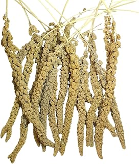 Natural Spray Millet 1lb (Only Edible Tops) Stemless- Non-GMO, Chemical-Free, Hand-Harvested Fresh Treat for Parakeets, Cockatiels, Finches, and Small Pets