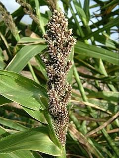 Japanese Millet - Duck- Food Plot - 10 LB